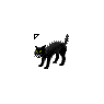 Black Scared Cat