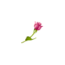 Elegant Rose - Diagonal Resize