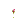 Elegant Rose - Vertical Resize