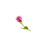 Elegant Rose - Diagonal Resize 2