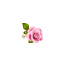 Elegant Rose - Busy