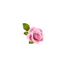 Elegant Rose - Working In Background