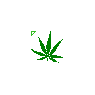 Weed - Marijuana