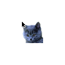Kitty Cat 6