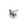Kitty Cat 11