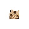 Kitty Cat 12