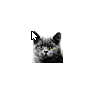 Kitty Cat 18