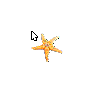Star Fish 3