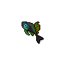 Blue-Eyed Pico Fish