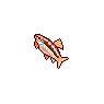 Dwarf Loach Fish