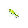 Green Puffer Fish
