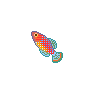 Rainbow Killi Fish