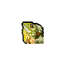 Boyd's Forest Dragon Lizard 2