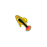 Sunsetplaty Fish