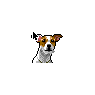 Wire Hair Jack Russell Terrier Dog