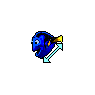Pacific Regal Blue Tang - Finding Nemo Dory